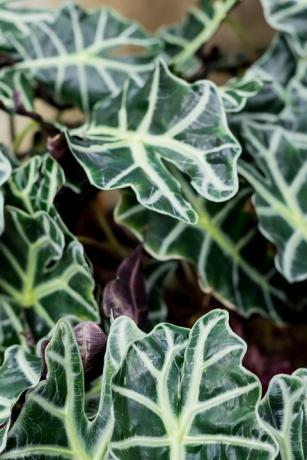 plantas de casa populares planta de alocasia