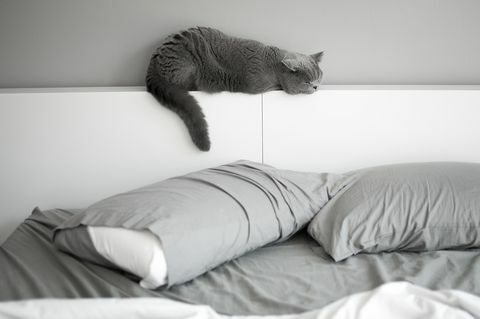 Gato de cabelo curto britânico cochilando na cabeceira da cama