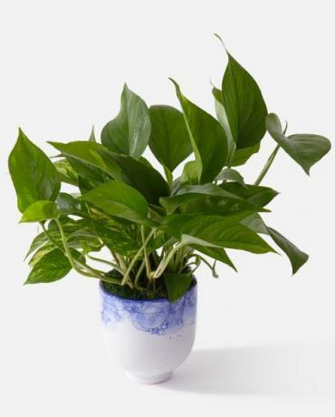 planta de pothos