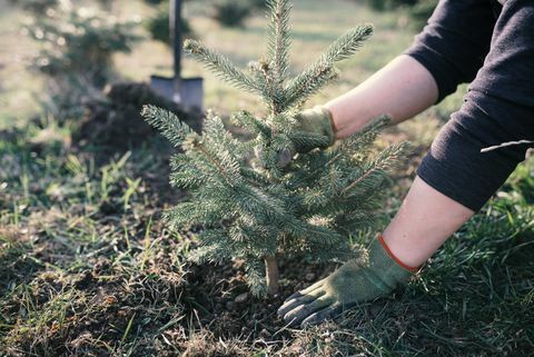 Trabalhador plantar uma árvore jovem no jardim. Pequena plantação para uma árvore de Natal. Picea pungens e Abies nordmanniana. Abeto e abeto.