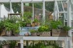 Estufas e estufas: 4 das maiores plantas cultivadas sob tendências de vidro