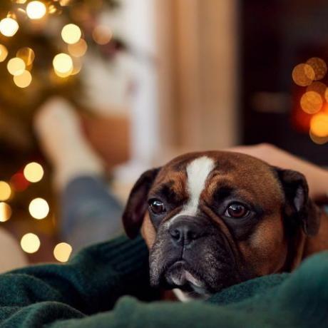 mulher acariciando bulldog francês no natal