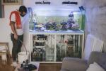 Aquário doméstico: um aquário é basicamente uma arte ao vivo para sua casa - veja como manter um