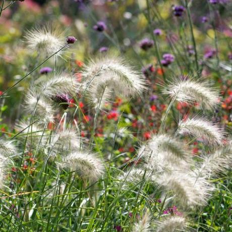 grama ornamental, grama no topo de penas, pennisetum villosum,