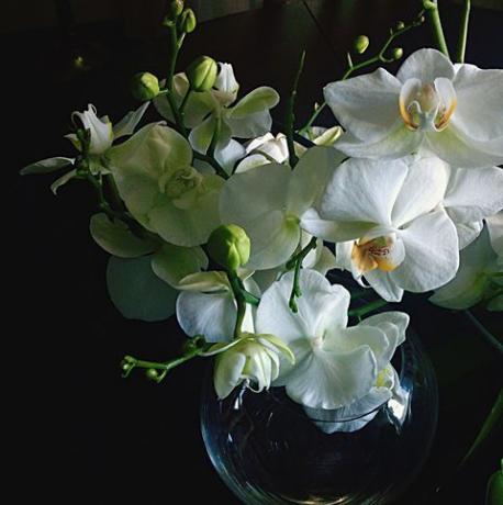 Close-up de orquídeas brancas frescas em vaso contra fundo preto