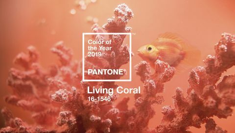 Cor Pantone do Ano 2019 - Living Coral