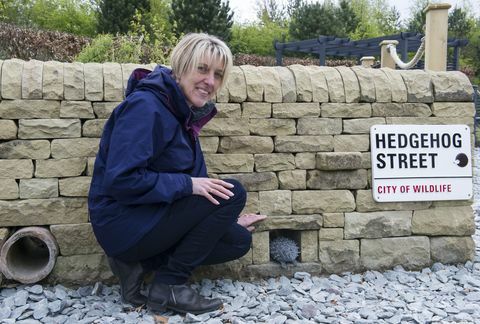 O primeiro jardim permanente da Hedgehog Street no Reino Unido foi inaugurado em RHS Harlow Carr, North Yorkshire