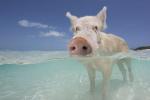 Porcos famosos nas Bahamas são encontrados mortos depois de turistas lhes darem álcool