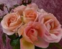 Sweet Syrie rose lança no RHS Chelsea Flower Show