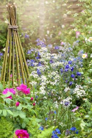 Canteiro de flores inglês vibrante bonito do jardim da casa de campo com apoio de vime da planta no sol nebuloso do verão