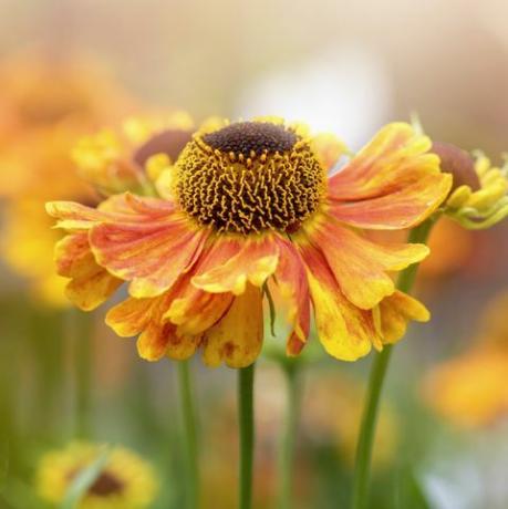 bela floração de verão, flores de helênio laranja, também conhecidas como erva-espinhosa, girassol falso, flor de helen, estrela amarela