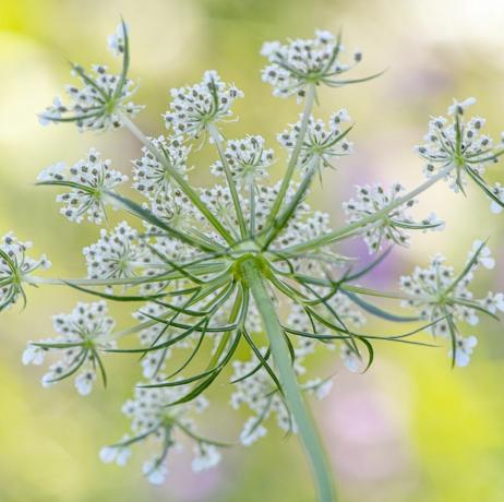 cultivo de flores cortadas ammi