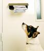 Houve 2.500 ataques de cães a trabalhadores postais este ano, diz Royal Mail