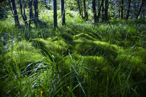 Belas florestas no Reino Unido para experimentar o Banho de Floresta