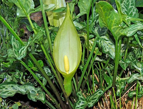 jardim envenenado: arum maculatum