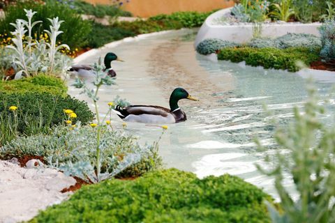 Os patos nadam na água no Dubai Majlis Garden no RHS Chelsea Flower Show em Londres, terça-feira, 21 de maio de 2019.