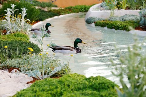 Patos nadam na água no Dubai Majlis Garden no RHS Chelsea Flower Show em Londres, terça-feira 21 de maio de 2019.