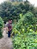 Michael Twitty cria um novo tipo de jardim na Colonial Williamsburg