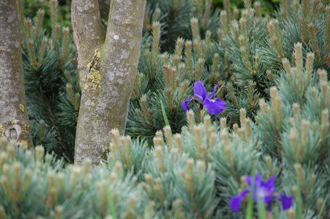 Society of Garden Designers Awards - Matt Keightley MSGD - Vencedor do Planting Design Award - SGD Awards 2017