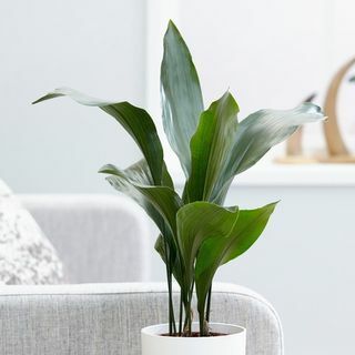 Elatio Aspidistra