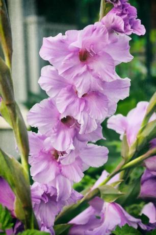 incríveis flores de gladíolo os gladíolos ficam espetaculares em qualquer jardim de verão