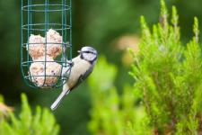 4 sobras comuns de Natal que devemos dar aos pássaros - o que alimentar pássaros inverno