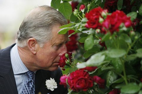O príncipe Charles, príncipe de Gales, cheira uma rosa 'Highgrove', apresentada pelo produtor Peter Beales durante uma visita ao Chelsea Flower Show em 18 de maio de 2009 em Londres.