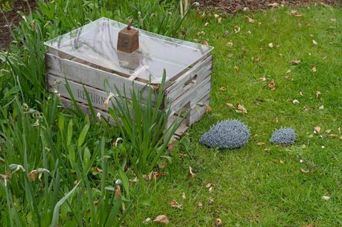 O primeiro jardim permanente da Hedgehog Street no Reino Unido foi inaugurado em RHS Harlow Carr, North Yorkshire.