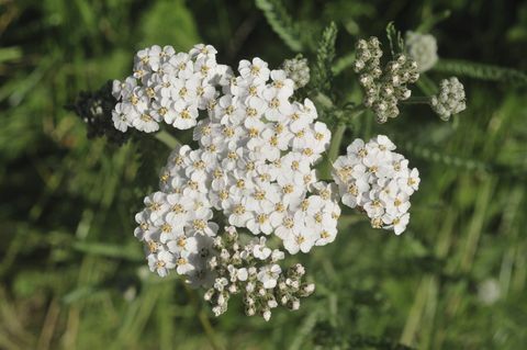 Flor de Yarrow (Achillea millefolium)