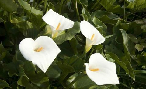 plantas-tropicais-zantedeschia-aethiopica