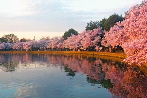 Cerejeiras em flor na Tidal Basin, em Washington DC