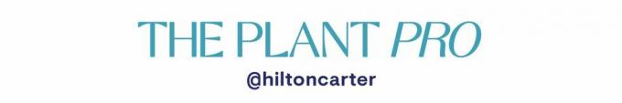 a planta pro hilton carter