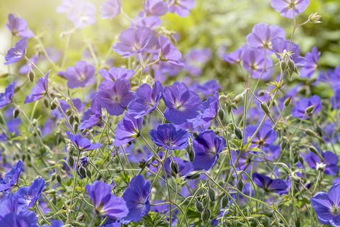 Imagem de close-up do verão que floresce flores azuis de gerânio, também conhecidas como conta do guindaste