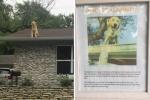 O sinal desta família explica por que o cachorro adora sentar no telhado