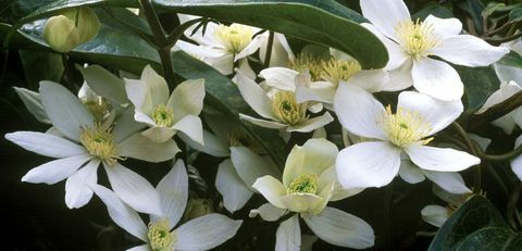 alpinista-clematis-armandii