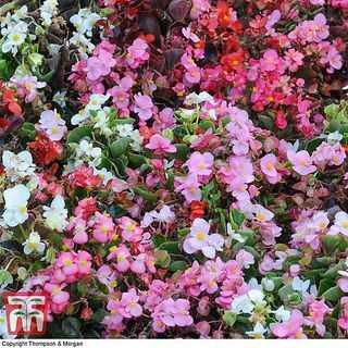 Begonia semperflorens 'Lotto Misto'