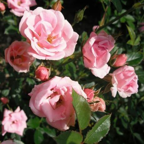 close up de rosas cor de rosa