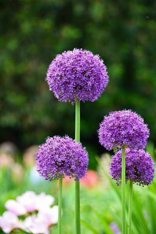 allium