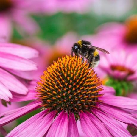 abelha polinizando em coneflower roxo oriental