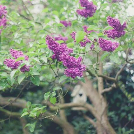 Lilases em uma árvore no jardim