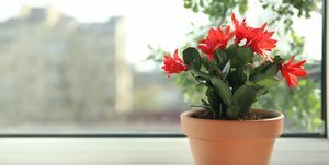 linda planta schlumbergera florescendo, natal ou cacto de ação de graças em vaso no parapeito da janela, espaço para texto