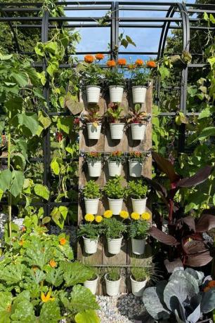 ela cultiva vegetais, levante-se e cultive um jardim comestível, zona de loteamento hampton tribunal palácio jardim festival 2021