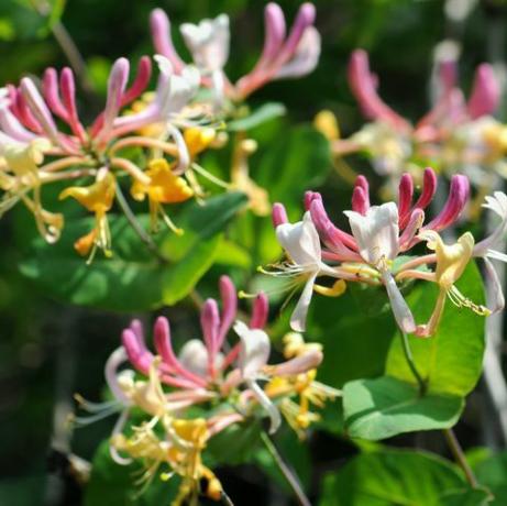 flor temperada de madressilva