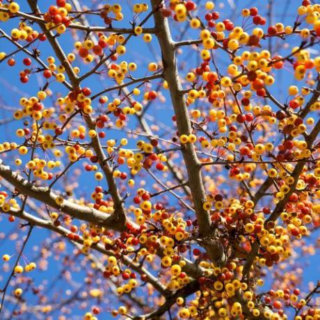 close-up das numerosas frutas pequenas da macieira japonesa malus toringo na alemanha no frio de novembro, quando a árvore já não tem folhas