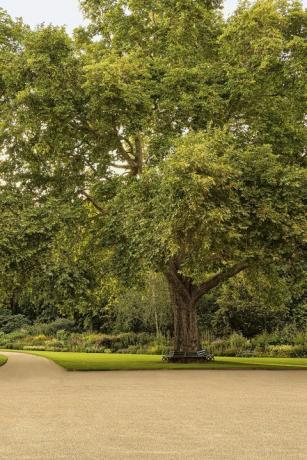 jardins do palácio de buckingham revelados em um novo livro