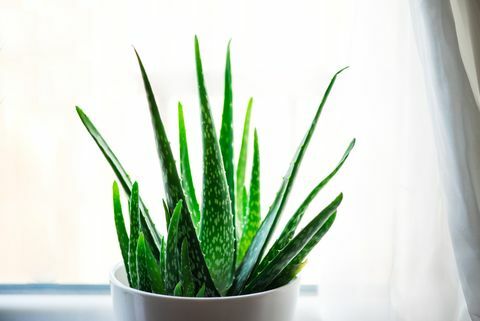 Aloe Vera planta em vaso branco