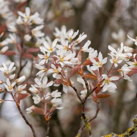 close up de flores lisas serviceberry amelanchier laevis em flor