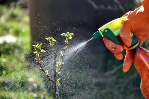 Processo de rega e fertilização das plantas de jardim na primavera