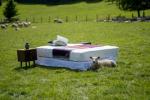 Waitrose Farmers Fornecendo Lã para Colchões John Lewis