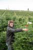 Waitrose que vende árvores de Natal gigantes de 9 pés a tempo para o dia mais movimentado de vendas de árvores